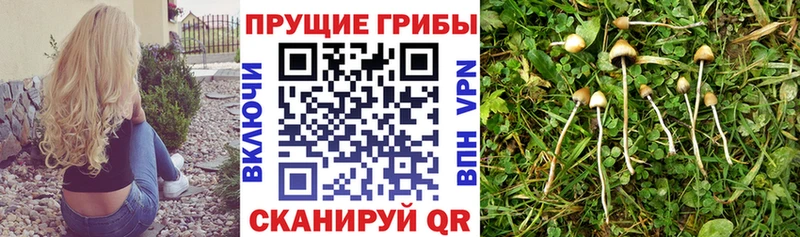 Галлюциногенные грибы мицелий  кракен   Миллерово 